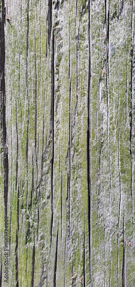 Obraz premium Close-up of weathered wooden planks covered with green moss. The rough texture, cracks, and natural growth create an aged, organic look, perfect for nature, decay, or eco-themed design elements.
