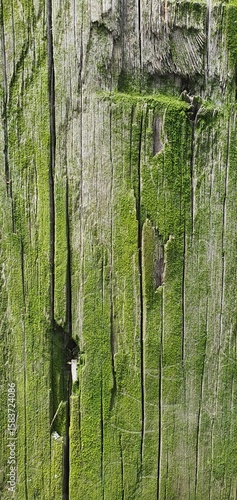 Close-up of weathered wooden planks covered with green moss. The rough texture, cracks, and natural growth create an aged, organic look, perfect for nature, decay, or eco-themed design elements.