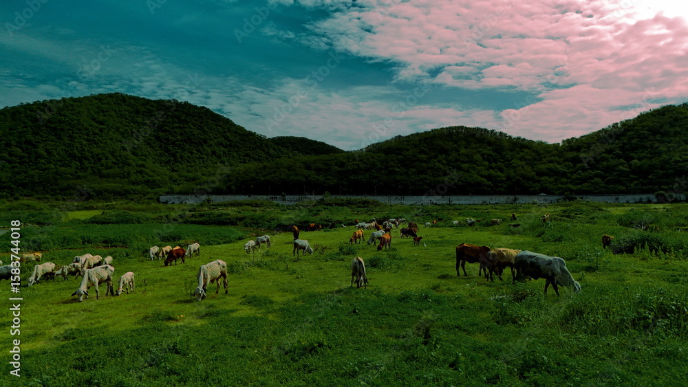 aerial photography ducumentary Herd of cows grazing on the meadow near the lake at sunset aerial photography ducumentary Herd of cows grazing on the meadow near the lake at sunset