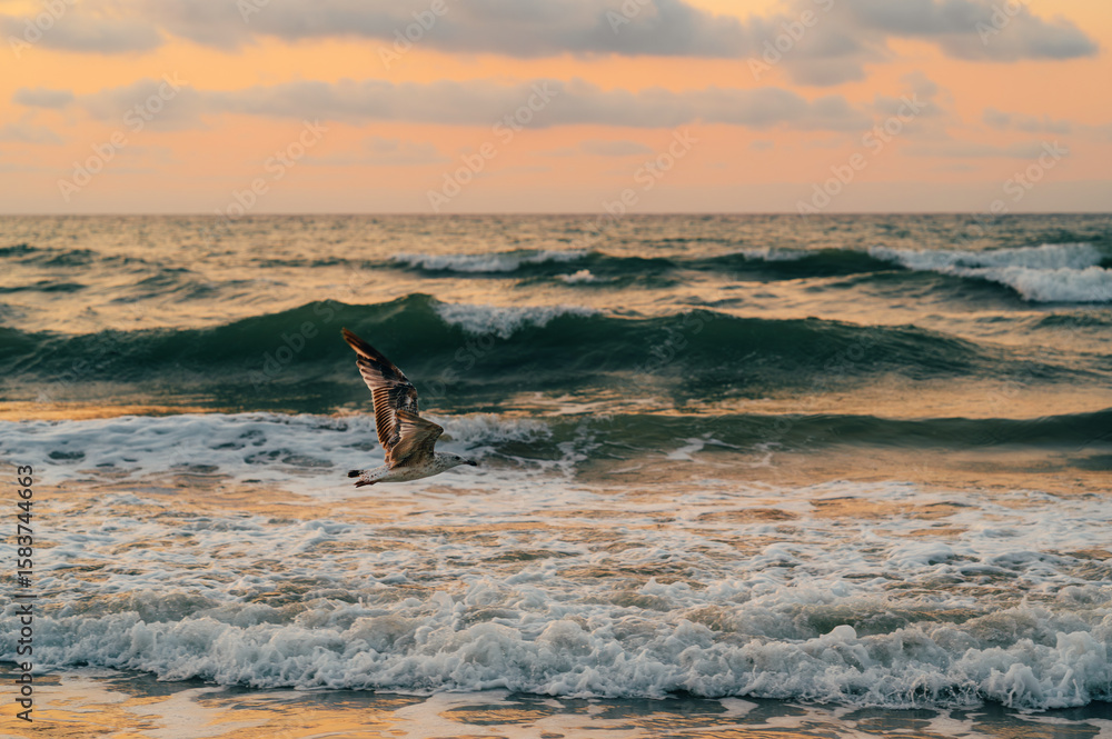 Fototapeta premium A breathtakingly stunning view of waves fiercely crashing as a lone seagull gracefully flies during a beautiful sunset