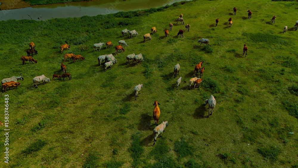 Fototapeta premium aerial photography ducumentary Herd of cows grazing on the meadow near the lake at sunset 