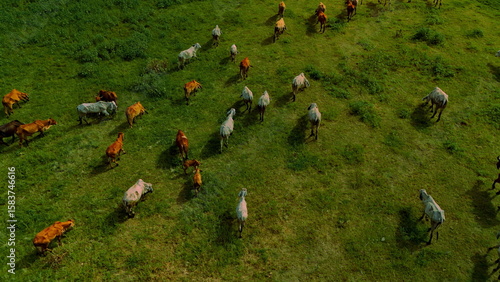 aerial photography ducumentary Herd of cows grazing on the meadow near the lake at sunset 