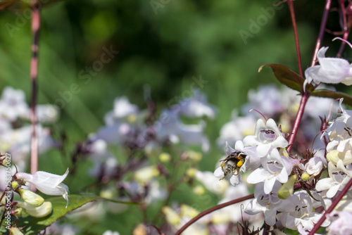 Penstemon is pollinated by insects. colorful macro photo of a flower. close-up. natural screensaver. wildlife photo.