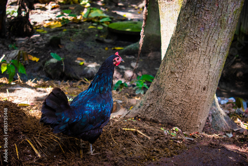 Beautiful black hen eating in the firm