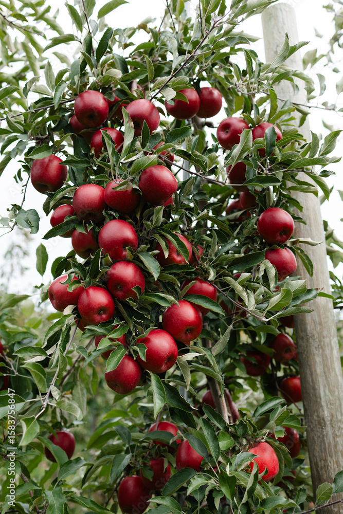 Obraz premium Ripe red apples hanging on a tree branch in a lush orchard during late summer