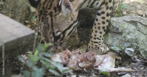 Ocelot in its natural environment enjoying a meal. Captures the wild essence and behavior of this elusive feline