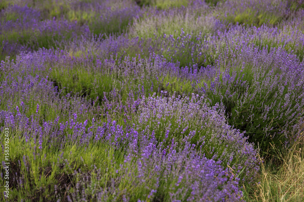 Obraz premium Organized Purple Lavender Field with Geometric Row Pattern