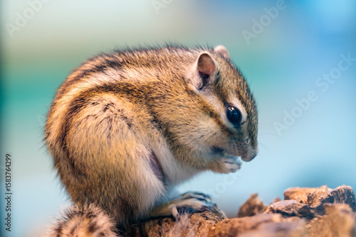 餌を食べるシマリス