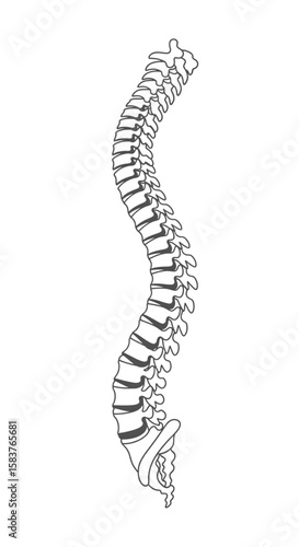 Minimalist Spine Outline Vector Illustration for Chiropractic and Orthopedic Medicine
