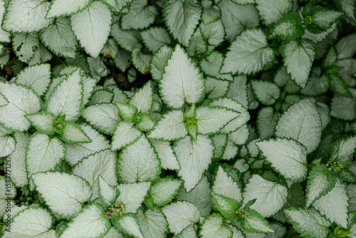 Silvery white with green edges leaves of Lamium maculatum - natural background. Groundcover ornamental plant