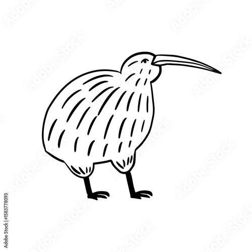 Hand-drawn kiwi bird illustration. Simple line art design of a flightless bird.