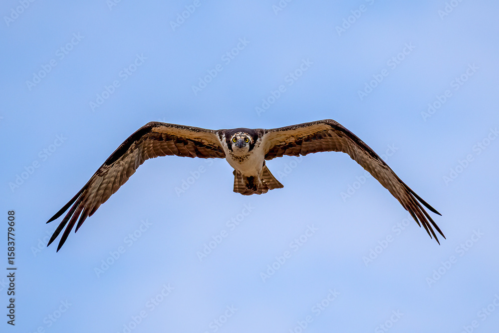 Fototapeta premium osprey