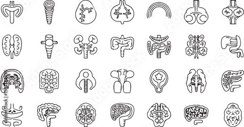 Various line drawings depicting human organs in a grid pattern on a white background illustration
