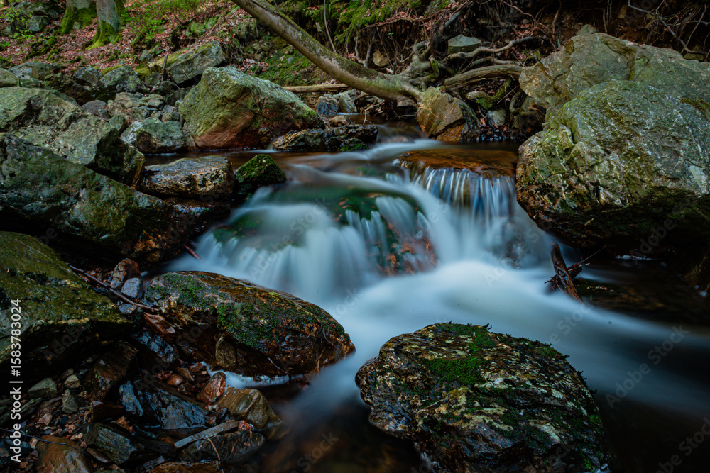 Fototapeta premium En forêt, en ballade