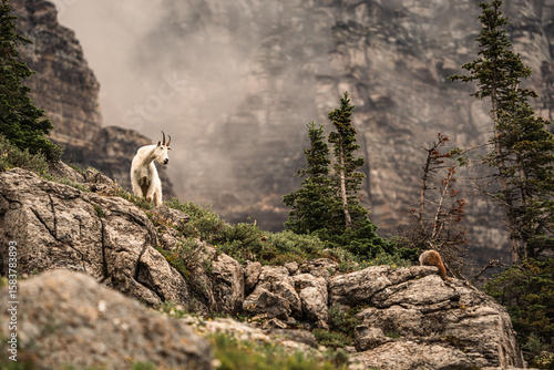 Mountain goat standing in alpine landscape on a foggy morning