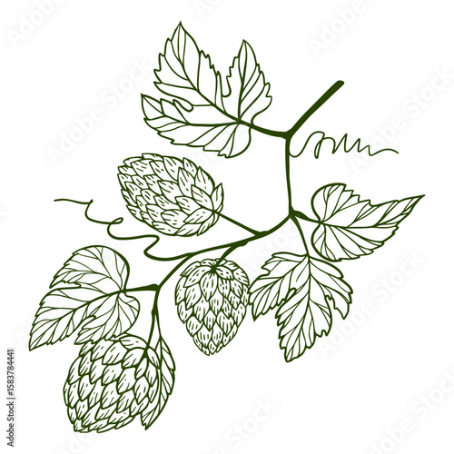 Hand-drawn hops, with leaves and cones. brewing decor