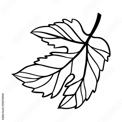 sketch of a hop leaf or grape on a white background