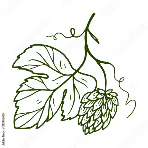 brewing hops with a leaf, hand-drawn in sketch style
