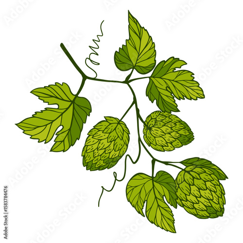 a hand-painted sprig of hops with green cones and leaves. beer components
