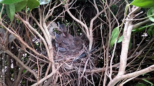 Brown trasher (Toxostoma rufum) . 
One of the videos in the series filmed during the nesting