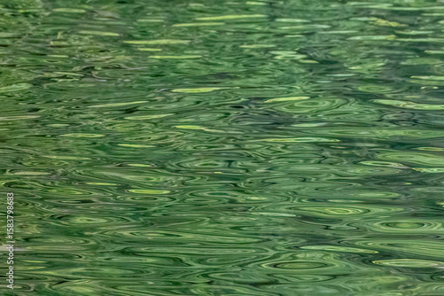 green grass in the pond