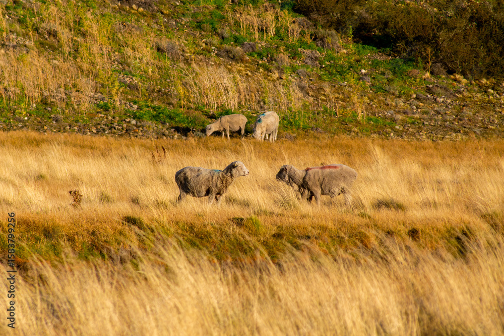 Fototapeta premium Flock of sheep grazing among golden pampas grasslands, rural image ideal for concepts of extensive livestock, native nature, sustainable production and peaceful countryside life