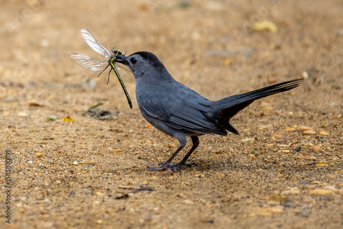 bird eating dragonfly