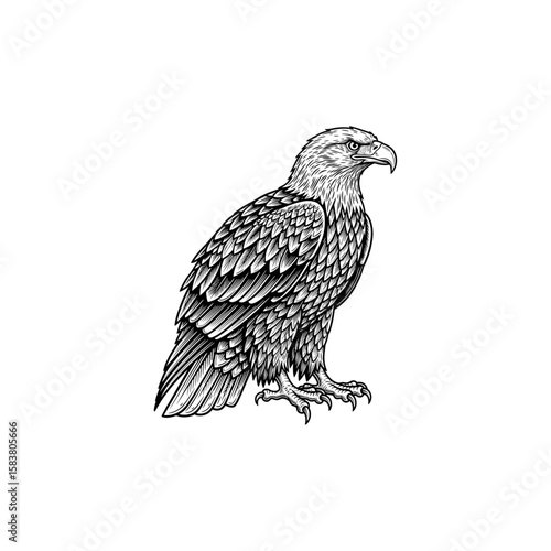 An eagle engraving illustration, drawn in an engraved, woodcut style with fine details in a sketch engraving vector illustration. Scratchboard imitation. Black and white image. flat vector