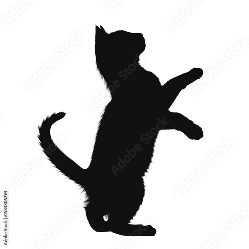 Silhouette of a cat standing on hind legs looking up