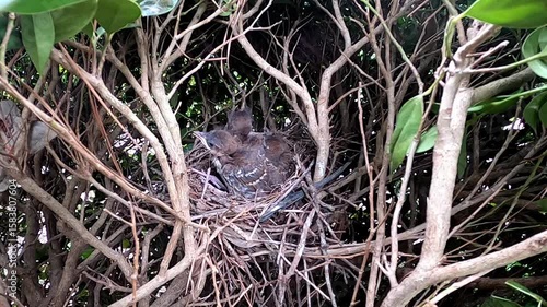 Brown trasher (Toxostoma rufum) . 
One of the videos in the series filmed during the nesting