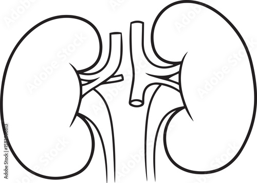 vector illustration of kidneys 
