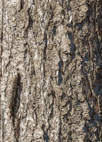Vector illustration close up of bark texture of evergreen coniferous tree Pseudotsuga menziesii, commonly known as Douglas fir.