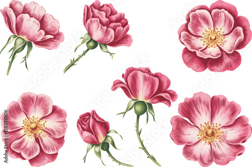 Botanical floral elements of blooming wild roses in soft pink. Hand drawn watercolor wild rose flower vector illustration.