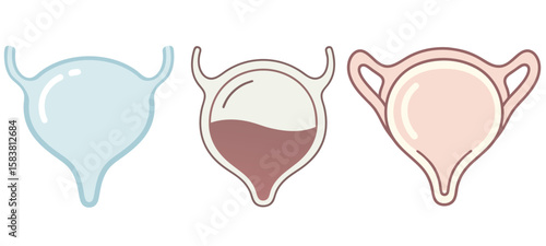 Human Bladder Anatomy Illustrations for Urinary System and Health Education