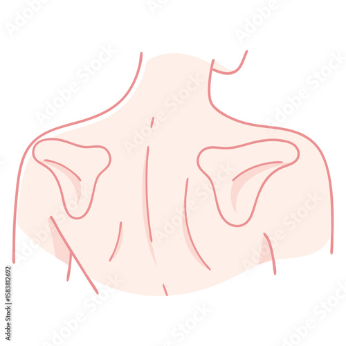 Human Back and Shoulder Blades Outline for Anatomy and Posture Concepts