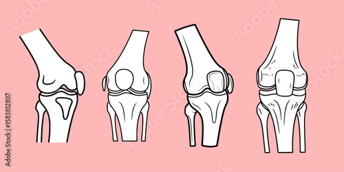 Set of Human Knee Joint Anatomy Views for Orthopedic and Medical Study