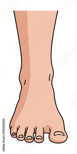 Human Foot Anatomy Flat Design Illustration for Health and Podiatry Concepts