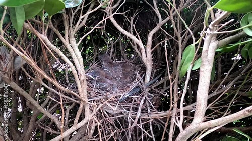 Brown trasher (Toxostoma rufum) . 
One of the videos in the series filmed during the nesting