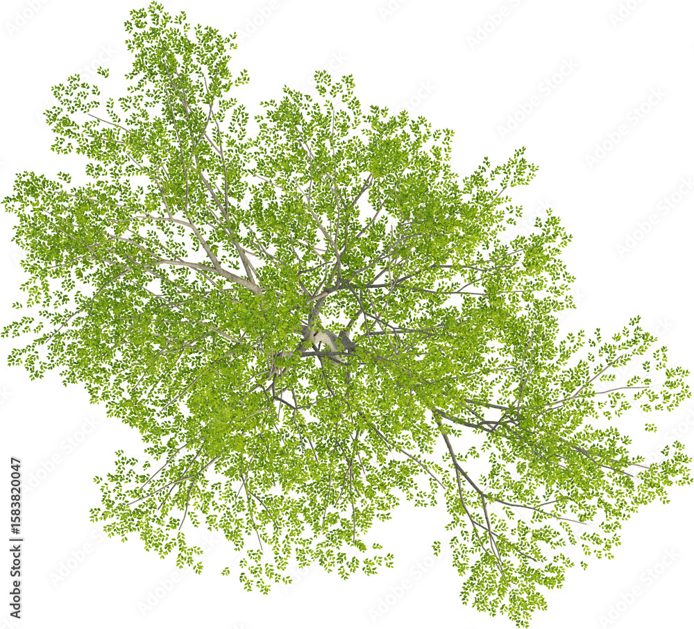 Obraz premium Top view of Hornbeam Tree - Carpinus Turczaninovii