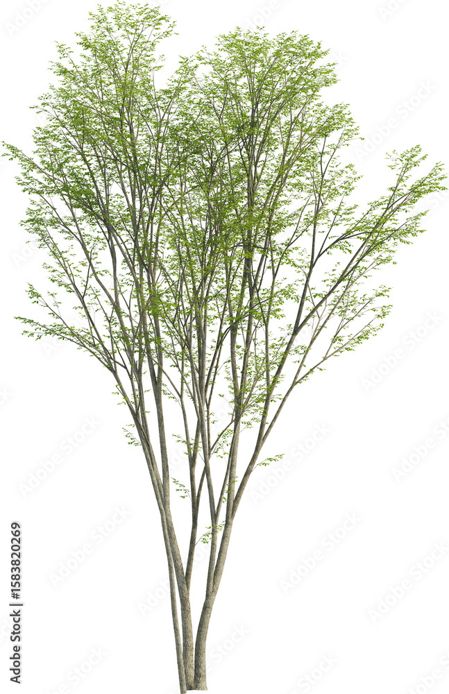 Obraz premium Side view of Hornbeam Tree - Carpinus Turczaninovii