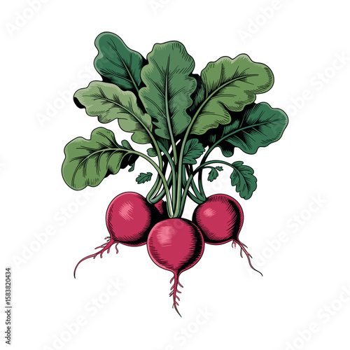 red radishes with lush green leaves