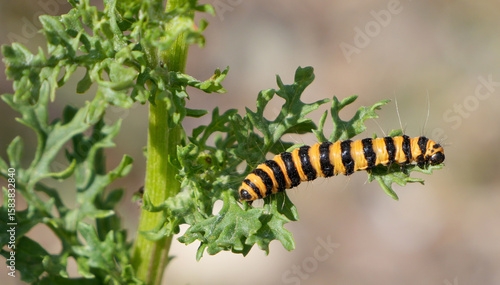 Tableau sur toile a cinnabar moth (Tyria jacobaeae) caterpillar with orange and black stripes on a