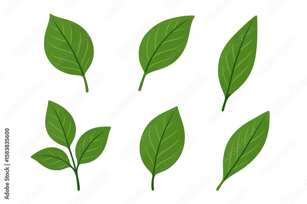 Realistic Green Leaves Vector Set Isolated on White Background, Botanical Illustration, Natural Plant Foliage, Decorative Leaf Elements, Eco Nature Design, Transparent PNG for Stock Use Realistic Green Leaves Vector Set Isolated on White Background, Botanical Illustration, Natural Plant Foliage, Decorative Leaf Elements, Eco Nature Design, Transparent PNG for Stock Use