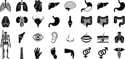 Human Anatomy and Body Organs Solid Icons: Medical, Health, Biology, and Science Symbols for Healthcare and Educational Content
