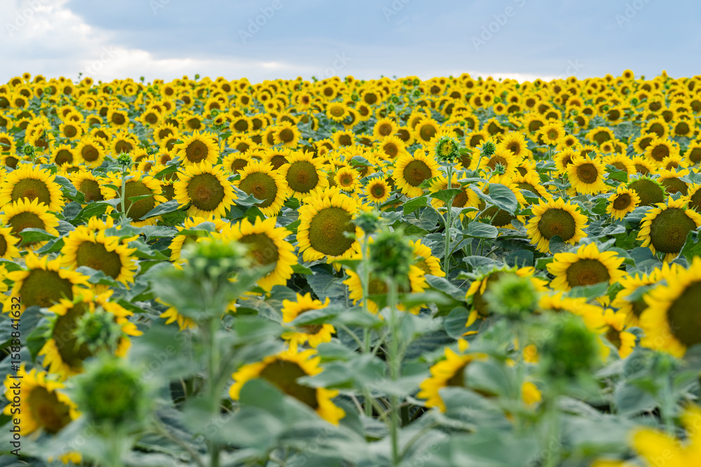 Obraz premium sunflower blooming in a field