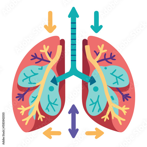 Colorful illustration of lungs with arrows showing airflow in flat design