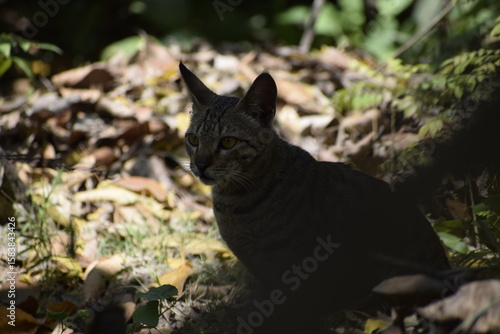 Cat steps gently through dry leaves in Amethi, India—March 2021. A quiet moment hidden in nature’s earthy tones and shadows.