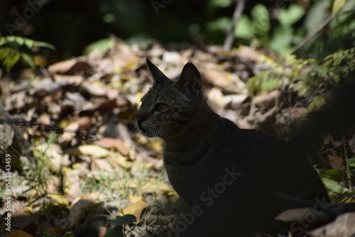 Cat steps gently through dry leaves in Amethi, India—March 2021. A quiet moment hidden in nature’s earthy tones and shadows.