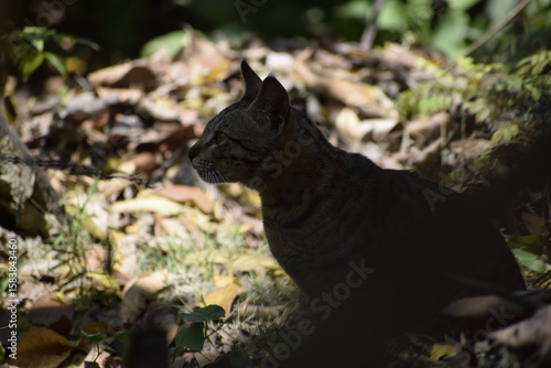 Cat steps gently through dry leaves in Amethi, India—March 2021. A quiet moment hidden in nature’s earthy tones and shadows.