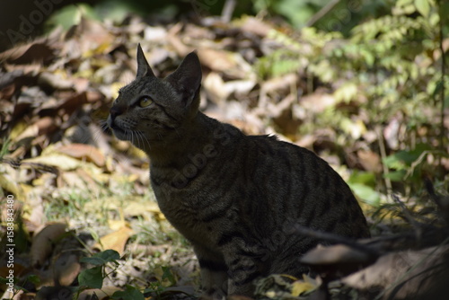 Cat steps gently through dry leaves in Amethi, India—March 2021. A quiet moment hidden in nature’s earthy tones and shadows.